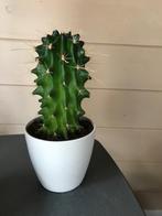 cactus, Ophalen, Minder dan 100 cm, Volle zon, In pot