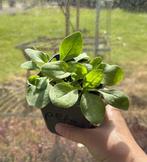 Petunia en Lage Afrikaantjes, Tuin en Terras, Planten | Tuinplanten, Volle zon, Eenjarig, Zomer, Ophalen