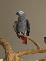 Grijze roodstaart, Mannelijk, Papegaai, Tam