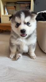 4 pomsky pups, Dieren en Toebehoren, 8 tot 15 weken, Meerdere, Meerdere dieren, Nederland