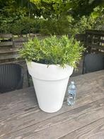 Elho bloempot mat wit met kunstplantjes hoogt 70 cm, Ophalen, Zo goed als nieuw