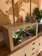 Complete professioneel terrarium zonder dier!, Dieren en Toebehoren, Reptielen en Amfibieën, Hagedis, 0 tot 2 jaar