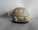 Schildpad Trinket Box, Antiek en Kunst, Antiek | Porselein, Ophalen of Verzenden