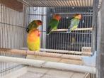 Te koop mooie fischeries, Dieren en Toebehoren, Vogels | Parkieten en Papegaaien, Meerdere dieren, Parkiet