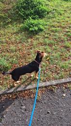 Bella, Particulier, Rabiës (hondsdolheid), 15 weken tot 1 jaar, Buitenland