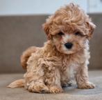 Prachtige Maltipoo pups, Poedel, Meerdere, Meerdere dieren, Nederland