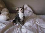 Lieve kittens, Meerdere dieren, Ontwormd, 0 tot 2 jaar
