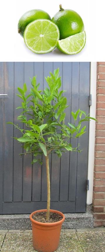 2 Groene Limoen Boompjes- Citrus Aurantifolia- +25 Vruchten beschikbaar voor biedingen