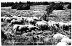 939048	Ommen	Ov 1969	Schaapskudde	Lemelerberg	Gelopen met ze