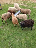 Diverse  kleuren quesant schaapjes, Meerdere dieren, Schaap