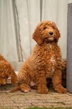 Goldendoodle Medium Pups Geboren, Dieren en Toebehoren, Honden | Retrievers, Spaniëls en Waterhonden, Overige rassen, CDV (hondenziekte)