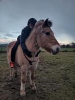 Bijrijdpaard/pony gezocht. Bijrijder aangeboden, Dieren en Toebehoren, Paarden en Pony's | Verzorgingsproducten, Ophalen of Verzenden