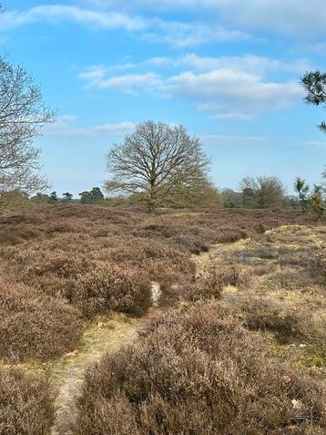 Huurhuis gezocht beschikbaar voor biedingen