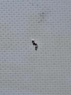 MACK buldog mascotte (pin onder), Ophalen of Verzenden, Nieuw, Bus of Vrachtwagen, Tekno