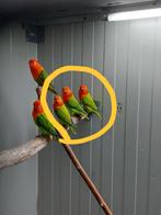 Fischeri opeline, Dieren en Toebehoren, Vogels | Parkieten en Papegaaien, Geslacht onbekend, Dwergpapegaai of Agapornis, Geringd