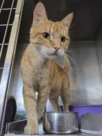 ACE: Juano is een lieve jongen, Kater, Kortharig, 3 tot 5 jaar