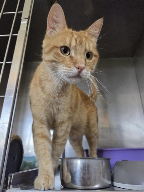 ACE: Juano is een lieve jongen, Dieren en Toebehoren, Katten en Kittens | Overige Katten, Kortharig, Kater, 3 tot 5 jaar