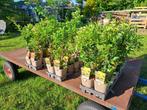 Bloeiende Pyracantha (vuurdoorn) soorten in pot!, Ophalen, Overige soorten, Minder dan 100 cm