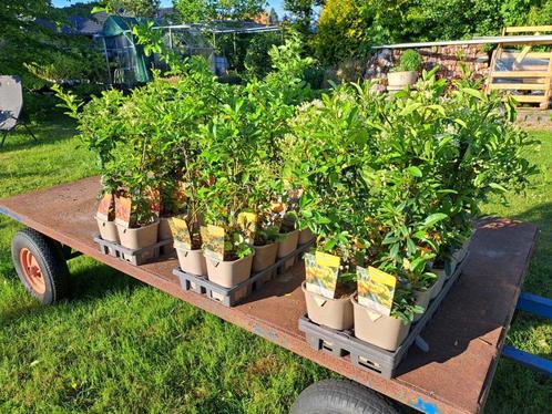 Bloeiende Pyracantha (vuurdoorn) soorten in pot!, Tuin en Terras, Planten | Struiken en Hagen, Overige soorten, Minder dan 100 cm