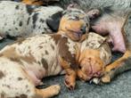 Korthaar kaninchen / dwergteckel pupjes!, Rabiës (hondsdolheid), 8 tot 15 weken, Korthaar, Dwerg
