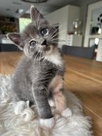 Prachtige Maincoon x Blauwe Rus kittens, Dieren en Toebehoren, Katten en Kittens | Raskatten | Langhaar, Meerdere dieren, Ontwormd