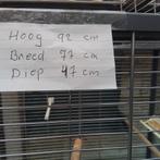 Parkieten, Meerdere dieren, Zangkanarie