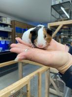 Te koop super leuke jonge cavia's mannetjes (beertjes), Dieren en Toebehoren, September, Mannelijk, Cavia