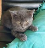 Prachtige Britse korthaar/Blauwe Rus kitten, Kater, Ontwormd, 0 tot 2 jaar