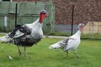 Broedeieren ronquiere kalkoen, Dieren en Toebehoren, Pluimvee, Geslacht onbekend, Kip