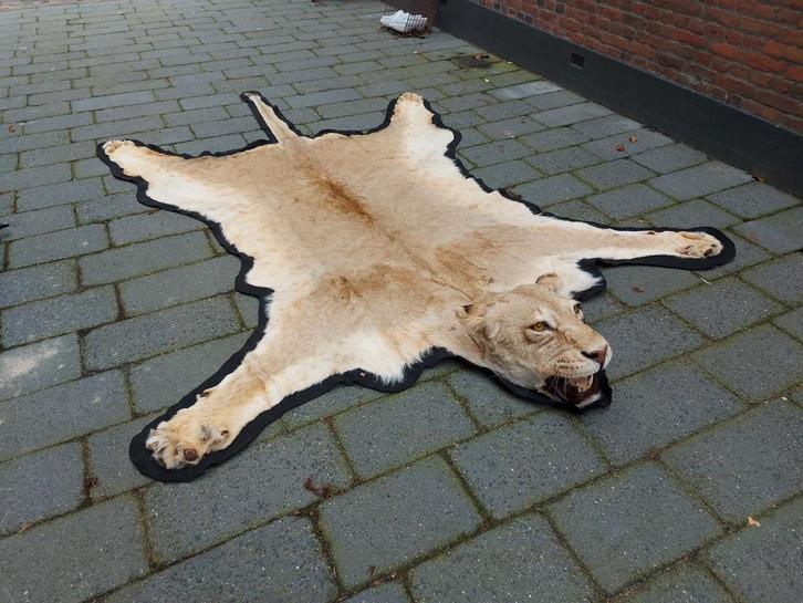 Vel huid leeuw met opgezette kop taxidermy, Verzamelen, Dierenverzamelingen, Gewei of Kop, Wild dier, Ophalen