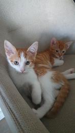 Kittens Rood 12wkn, Dieren en Toebehoren, Katten en Kittens | Overige Katten, Kater