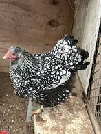 Prachtige Grote Wyandotte zilver-zwartgezoomd, Dieren en Toebehoren, Pluimvee, Meerdere dieren, Kip
