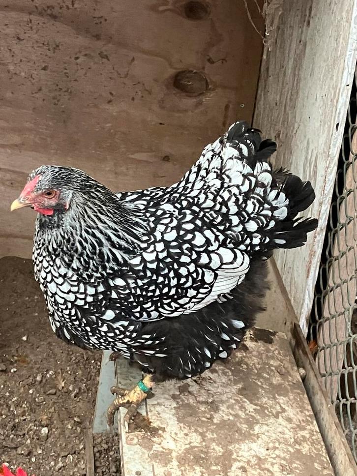 Prachtige Grote Wyandotte zilver-zwartgezoomd, Dieren en Toebehoren, Pluimvee, Kip, Meerdere dieren