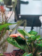Jonge borstelneus meervallen (Ancistrus gold), Dieren en Toebehoren, Amfibie