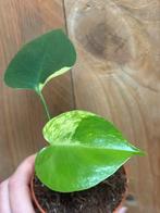 Monstera deliciosa variegata plant mint lemon aurea, Ophalen of Verzenden, Halfschaduw, Minder dan 100 cm