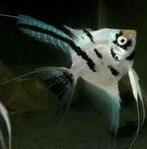 3 vissen, Dieren en Toebehoren, Vis