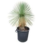 Yucca linearifolia I Goed winterhard I Ruim aanbod, Tuin en Terras, Planten | Tuinplanten, Vaste plant, Ophalen of Verzenden