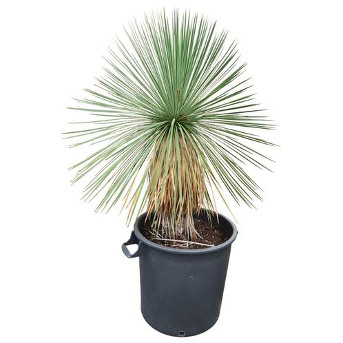 Yucca linearifolia I Goed winterhard I Ruim aanbod, Tuin en Terras, Planten | Tuinplanten, Vaste plant, Overige soorten, Volle zon