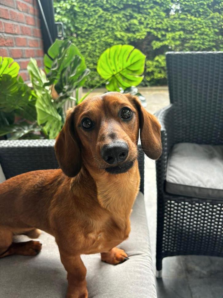 Dekreu teckel, Dieren en Toebehoren, Honden | Dekreuen, Reu, Particulier, Meerdere, Nederland, 3 tot 5 jaar