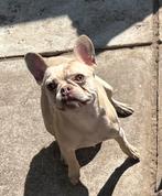 Franse bulldog reu beschikbaar, Dieren en Toebehoren, Honden | Bulldogs, Pinschers en Molossers, Nederland, Rabiës (hondsdolheid)