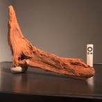 Uniek stuk Kienhout / Driftwood / Spiderwood, Hout Decoratie, Ophalen of Verzenden, Zo goed als nieuw, Plant(en), Steen of Hout