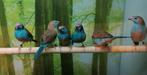 Blauwfazantjes diverse koppels, Meerdere dieren