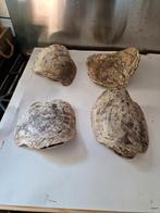 Hele mooie grote Placuna schelpen dubbel kleppige, Ophalen of Verzenden