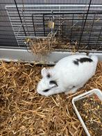 Witte met zwart dwerg konijn, Dieren en Toebehoren, Vrouwelijk, Dwerg, 0 tot 2 jaar