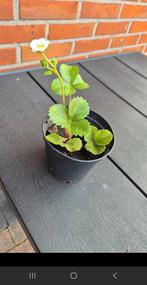 Aardbeien plantje, Tuin en Terras, Ophalen, Zomer, Volle zon