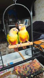 Pyrrhura koppel, Dieren en Toebehoren, Vogels | Parkieten en Papegaaien, Geslacht onbekend, Dwergpapegaai of Agapornis, Tam