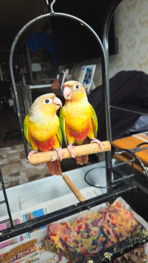 Pyrrhura koppel, Dieren en Toebehoren, Vogels | Parkieten en Papegaaien, Dwergpapegaai of Agapornis, Geslacht onbekend, Tam
