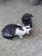 2 mooie lieve kittens, Dieren en Toebehoren, Katten en Kittens | Overige Katten, Meerdere dieren, Kortharig, 0 tot 2 jaar