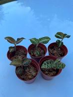 5 jewelorchids , bladorchideeen ( set 1 ), Huis en Inrichting, Kamerplanten, Verzenden, Overige soorten, Minder dan 100 cm