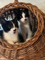 Kittens te koop, Dieren en Toebehoren, Katten en Kittens | Overige Katten, Poes, Kortharig, 0 tot 2 jaar